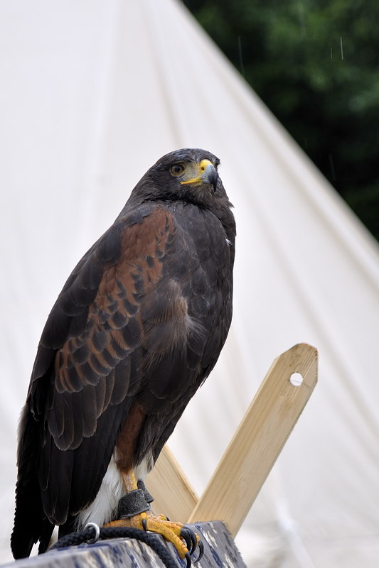 mamengede_060609_012