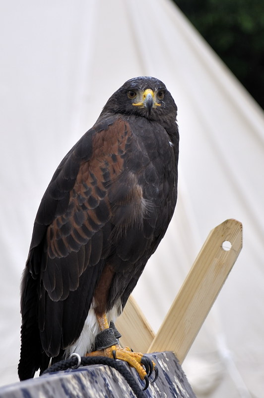 mamengede_060609_014