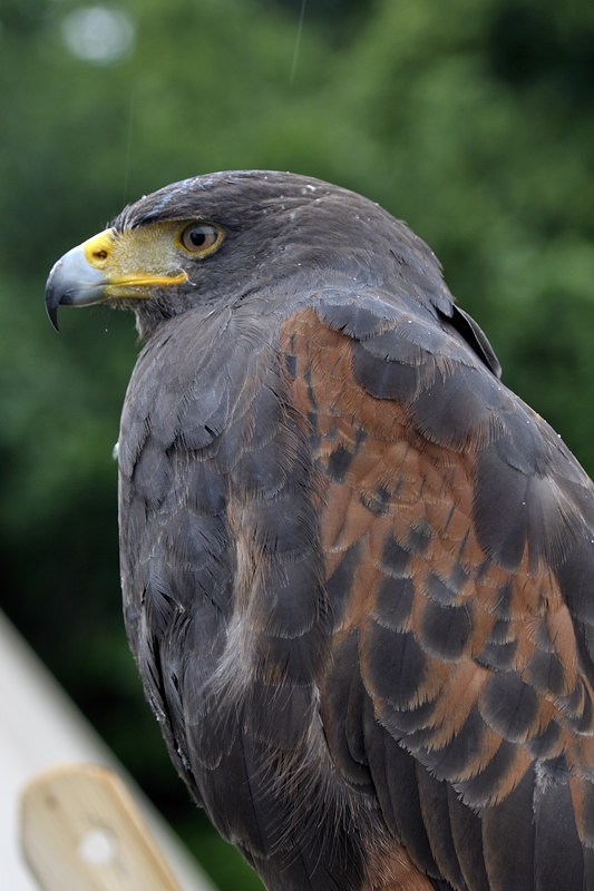 mamengede_060609_028