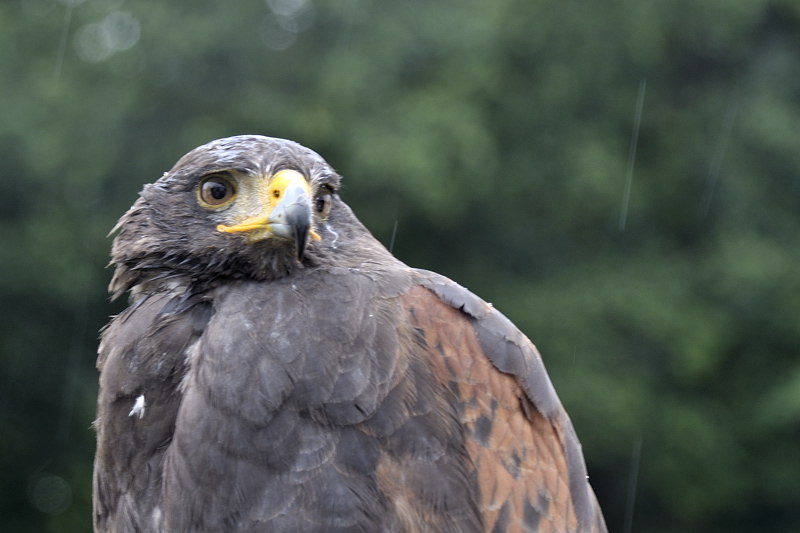 mamengede_060609_041