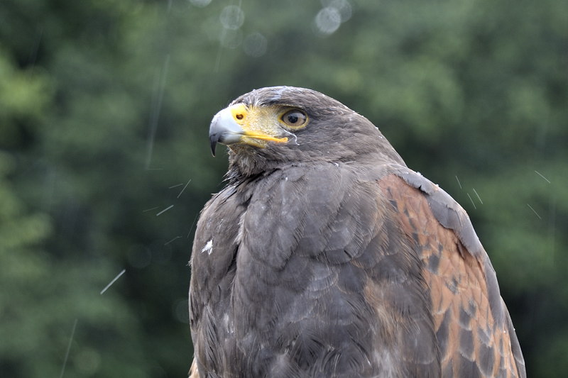 mamengede_060609_043