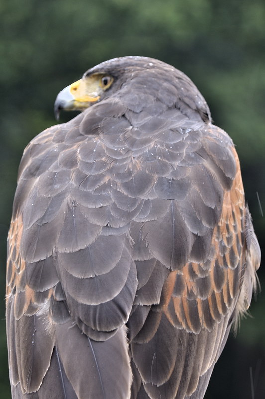 mamengede_060609_048