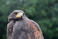 mamengede_060609_041