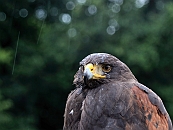 mamengede_060609_042