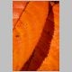 gartenblatt02_t