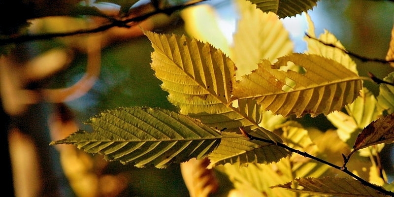 herbstblatt04