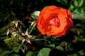 rose01