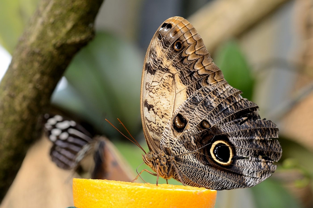 13_2203_lings03_1903