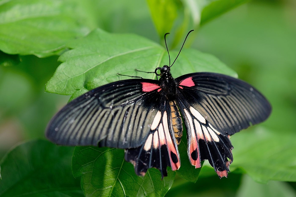 13_2203_lings03_1916