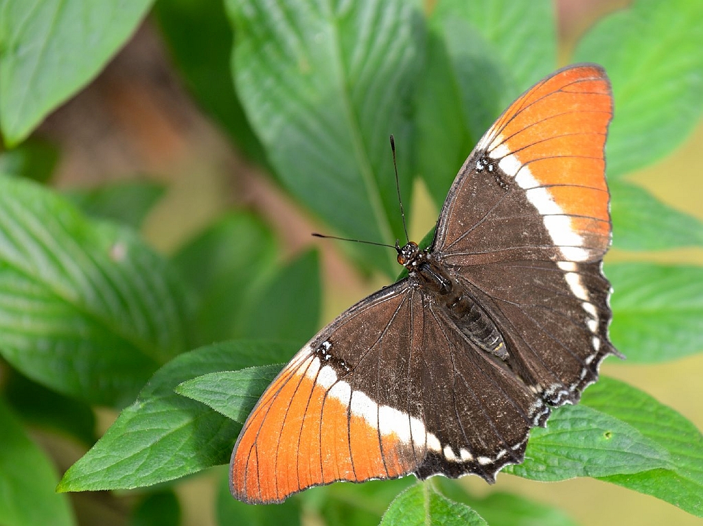 13_2203_lings03_1922