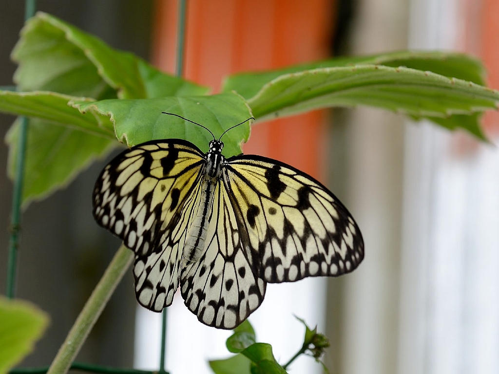 13_2203_lings03_1968