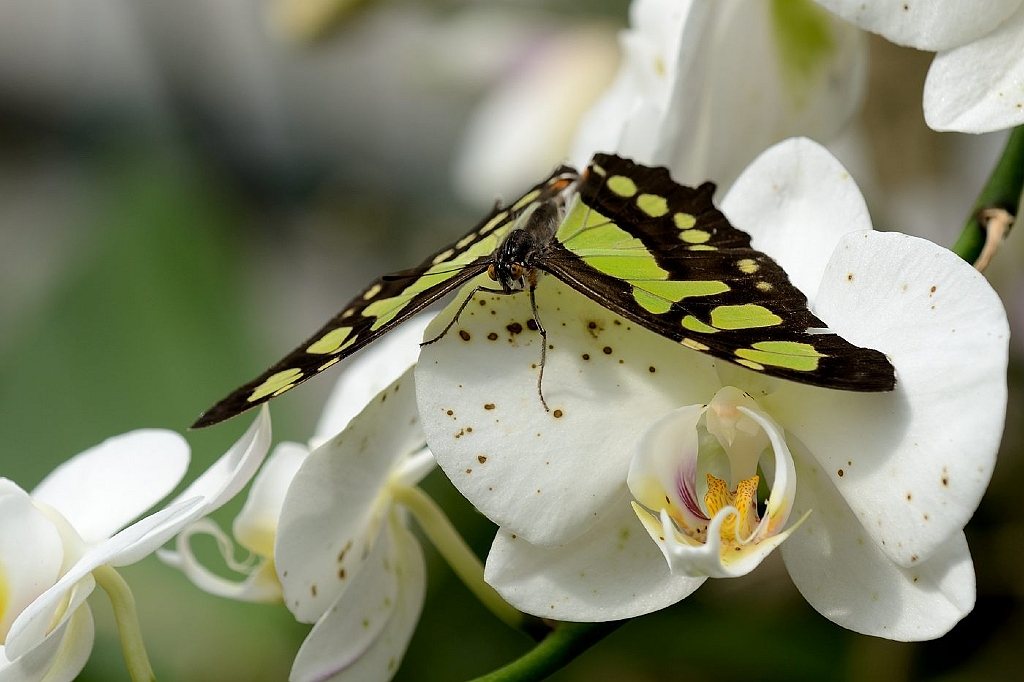 13_2203_lings03_1976