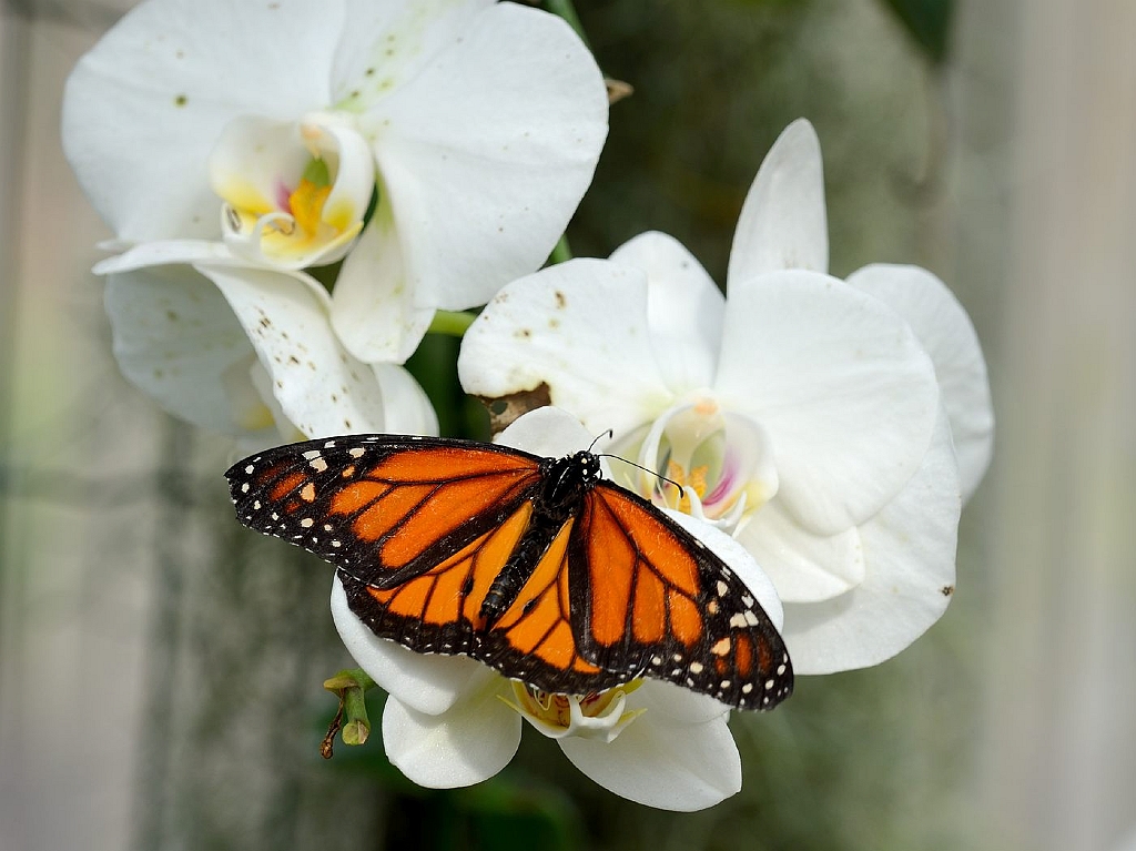 13_2203_lings03_2010