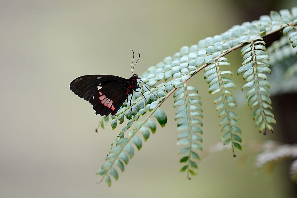 13_2203_lings03_2027