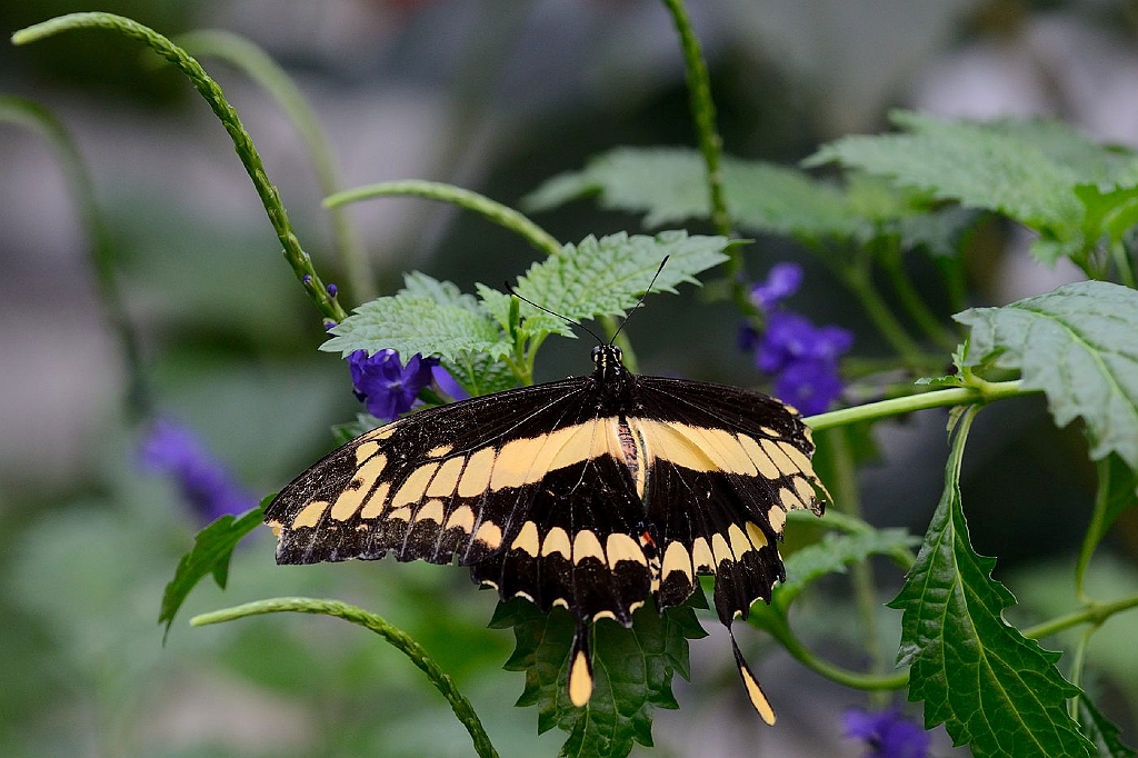 13_2203_lings03_2036