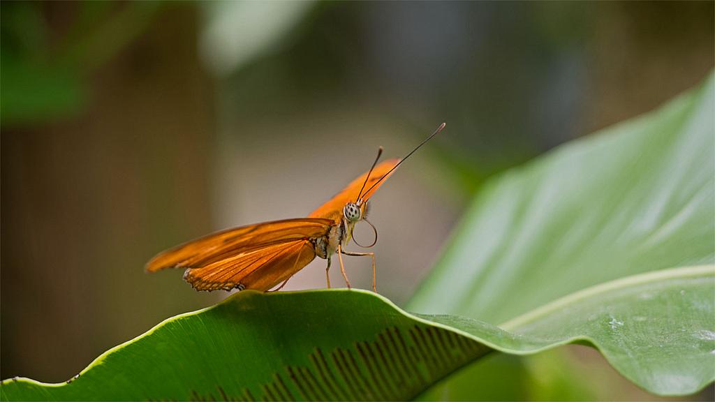 15_2103_ling2_MP_O_022