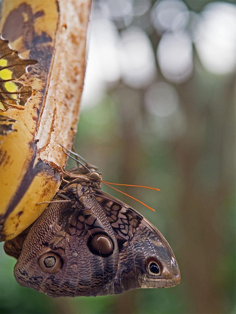 15_2803_ling3_MP_O_025