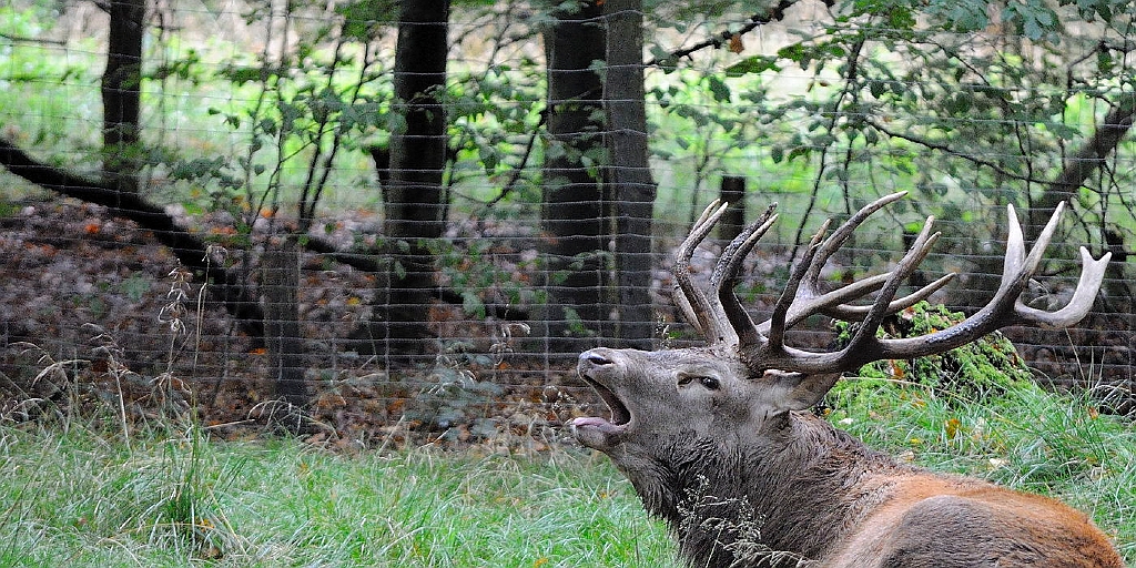 2011_10_09_ww_hirsch2