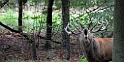 2011_10_09_ww_hirsch1