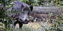2011_10_09_ww_schwein1