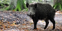 2011_10_09_ww_schwein2