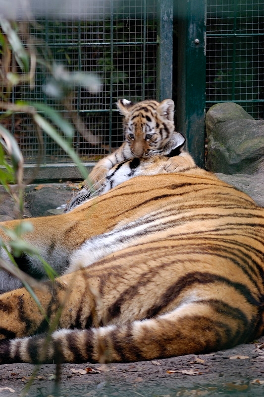 tiger09