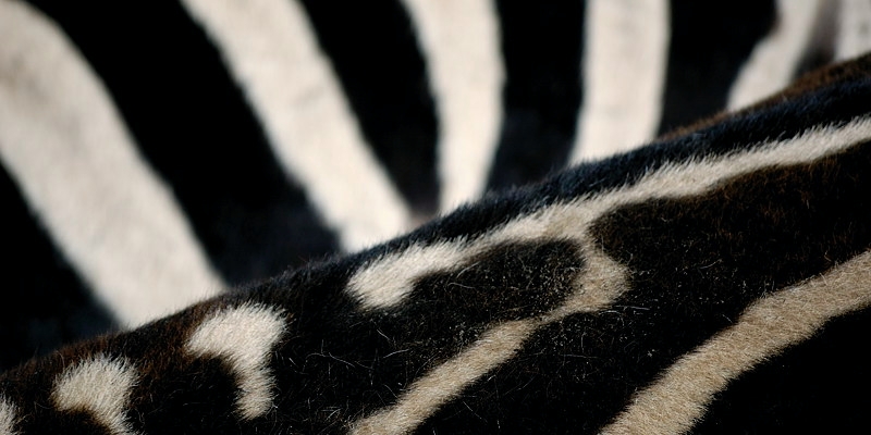 zebra01