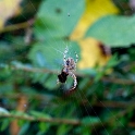 spinne01