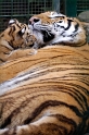 tiger04
