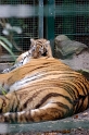 tiger08