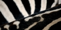 zebra01