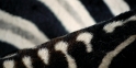 zebra02