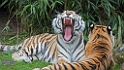 15_3005_utmszoo_104