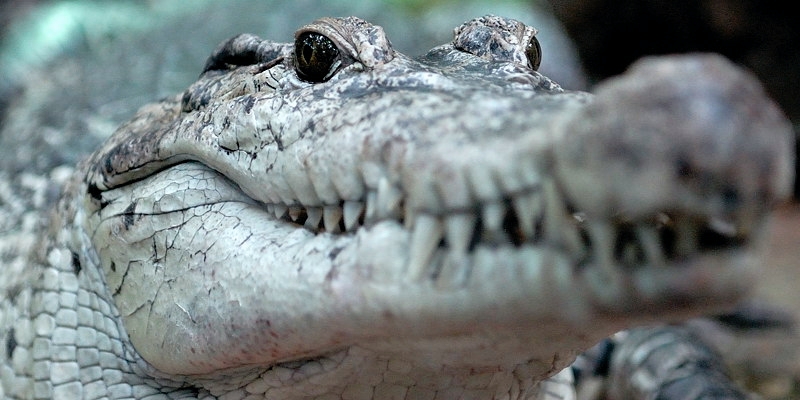 croc01