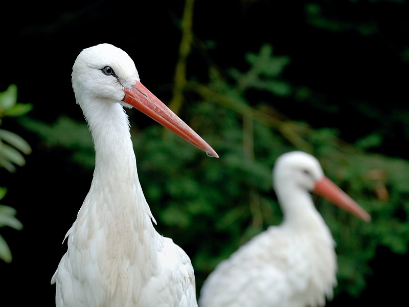 storch02