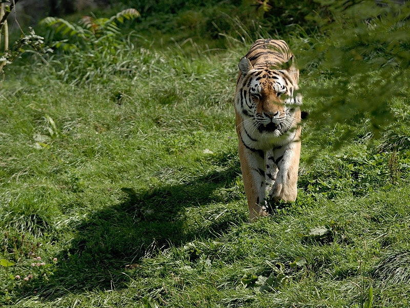 tiger01_arrival