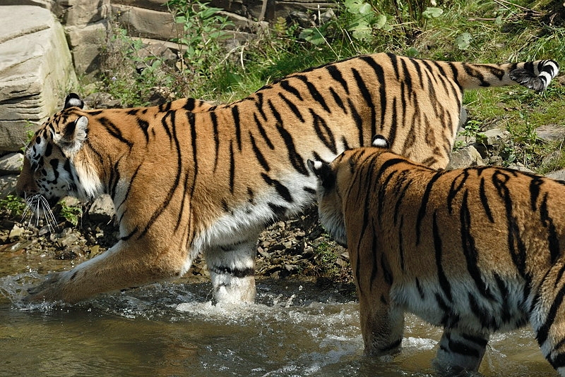 tiger01_wegda