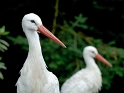 storch02