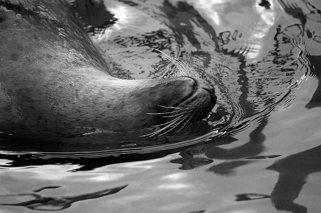 13_2803_aqua_2460_sw