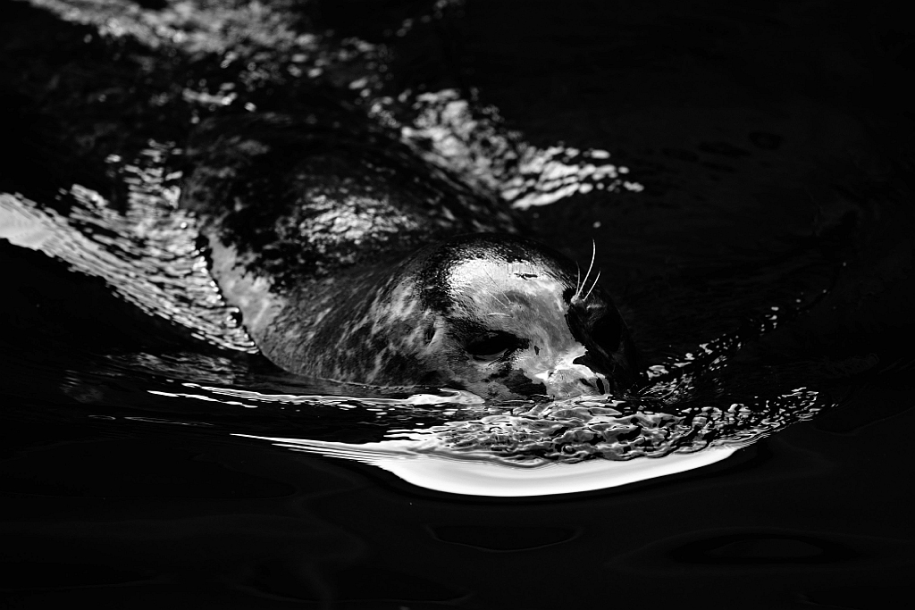 13_2803_aqua_2468_sw