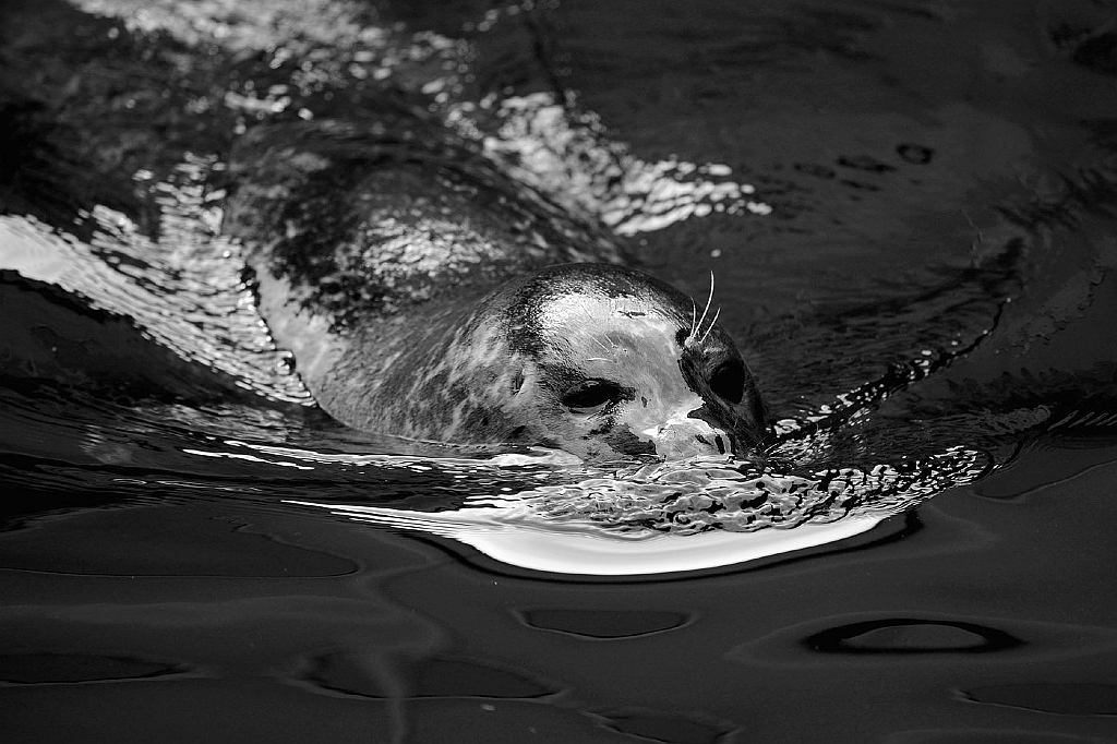 13_2803_aqua_2468_sw2